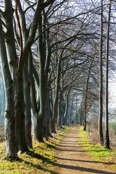 Tanınmayan Bir Yaya Ile Kış Bir Parkta Ağaç Avenue Resmi — Stok fotoğraf