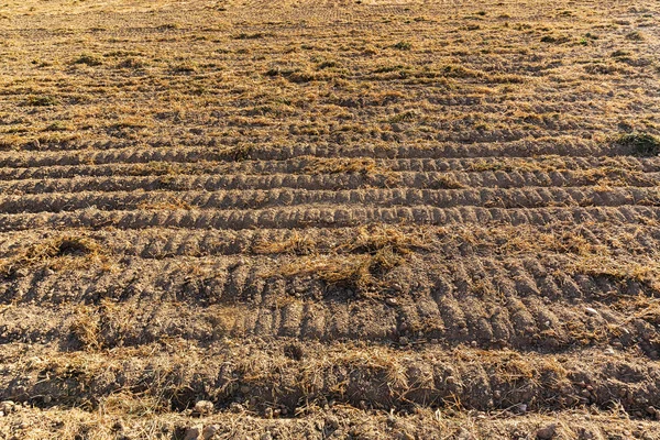 Picture Harvested Withered Agricultural Field — Stock Photo, Image
