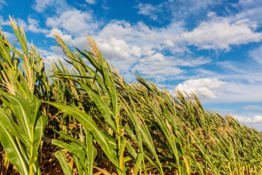 rüzgarlı bir günde bir Mısır alanının resmi