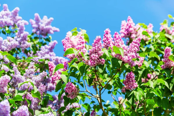 picture of lilac colored flowers at a lilac tree