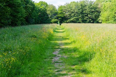 Yazlık çiçekli meadows arasında bir patika resmini