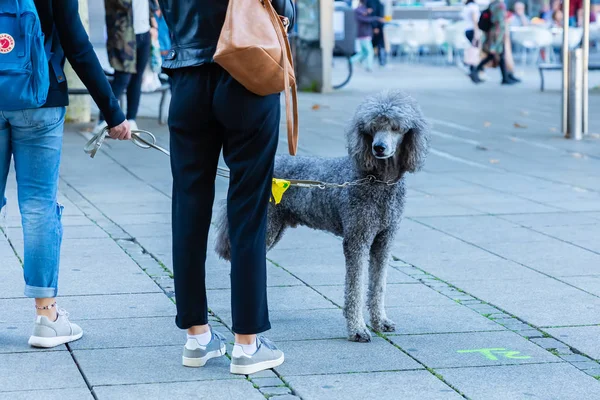 Mulheres Jovens Com Poodle Real Movimento Cidade — Fotografia de Stock