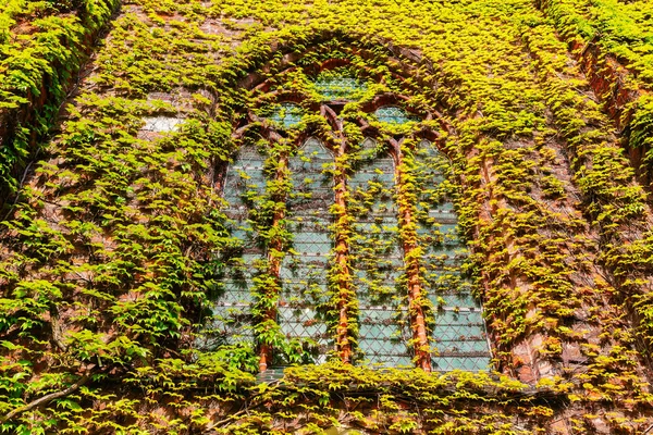 Eski Bir Kilise Bir Sarmaşık Kaplı Penceresinin Resmi — Stok fotoğraf