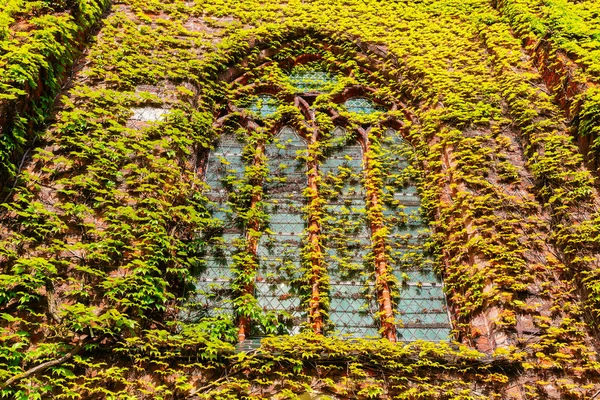 Retrato Uma Janela Folheada Videira Uma Igreja Velha — Fotografia de Stock