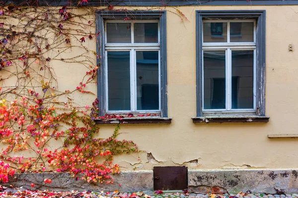 Vervallen Oude Woonhuis Met Herfst Wijnstok Ranken Gevel — Stockfoto
