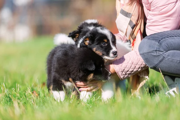 Bild Einer Frau Die Niedlichen Elo Welpen Haustiere — Stockfoto