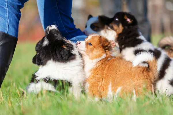 Gambar Anak Anjing Elo Lucu Yang Bermain Main Sekitar Kaki — Stok Foto