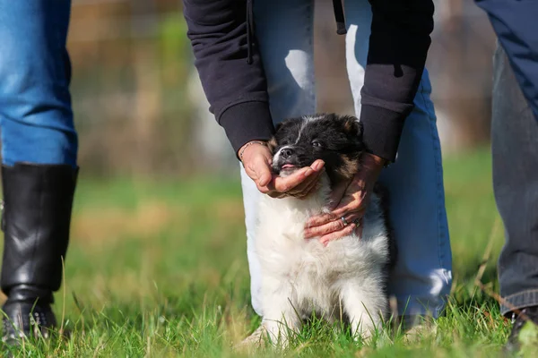 Foto Homem Que Animais Estimação Filhote Cachorro Elo Com Mãos — Fotografia de Stock