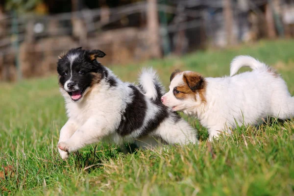 两只可爱的埃洛小狗的照片在草地上奔跑 — 图库照片