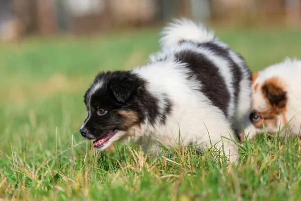 在草地上玩耍的两只伊洛小狗的照片 — 图库照片