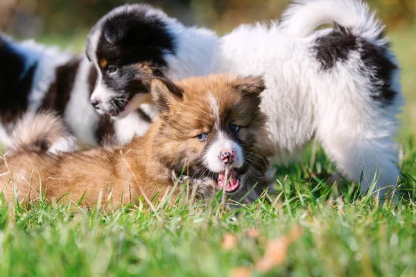 Portret Foto Van Een Schattige Elo Puppy Buiten Weide — Stockfoto