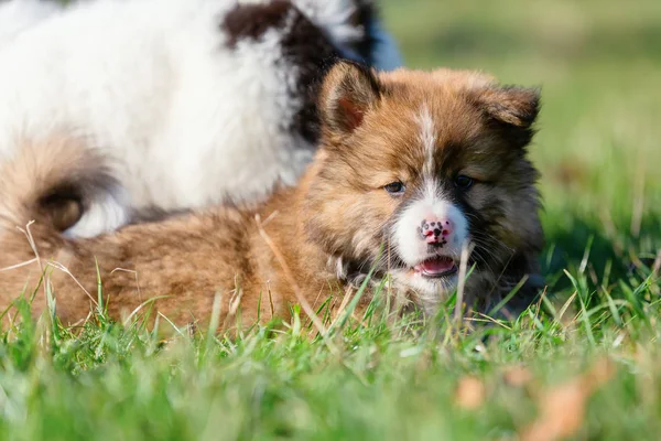 Portraitbild Eines Niedlichen Elo Welpen Freien Auf Der Wiese — Stockfoto