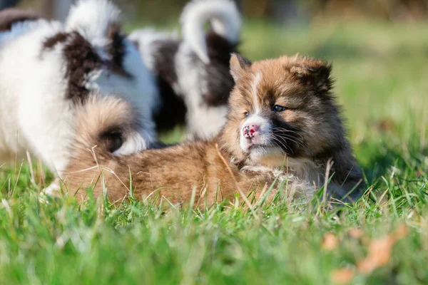 Portrait Joli Chiot Elo Plein Air Sur Prairie — Photo