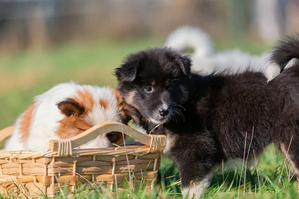 Elo Pups Spelen Rond Een Mandje Weide — Stockfoto