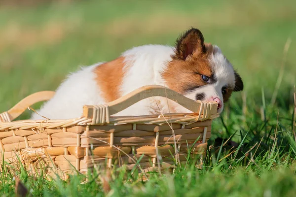 Bonito Elo Filhote Cachorro Rói Uma Cesta Livre Prado — Fotografia de Stock