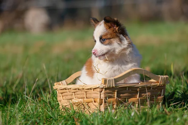 草原の上のバスケットに座っているかわいいエロ子犬の画像 — ストック写真