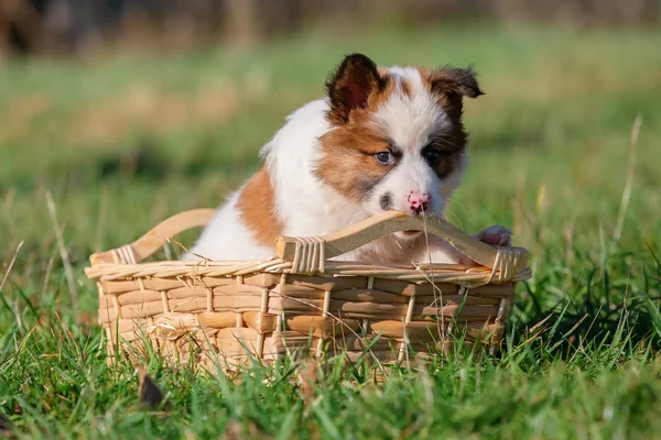 かわいいエロ子犬 Gnaws 草原の屋外バスケットで — ストック写真