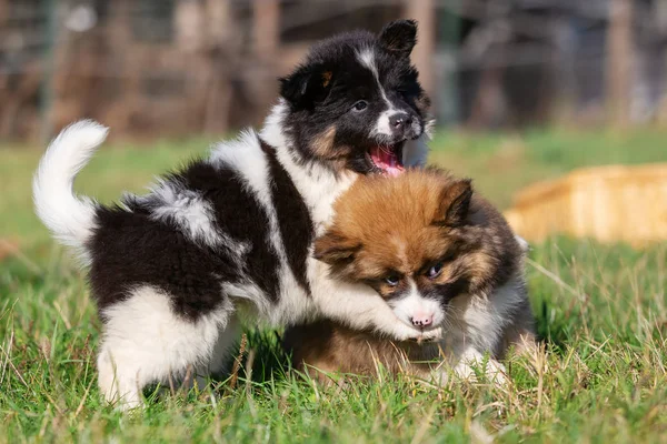 Foto Van Twee Elo Puppies Die Weide Spelen — Stockfoto
