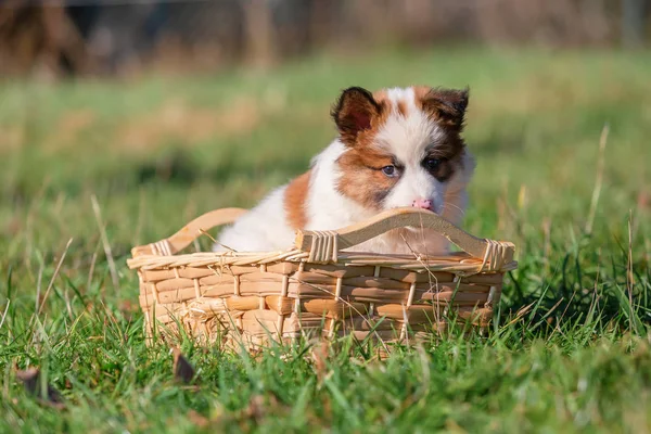 草原の上のバスケットに座っているかわいいエロ子犬の画像 — ストック写真