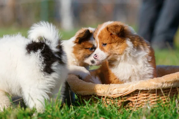 Elo Puppies Playing Basket Meadow — Stock Photo, Image