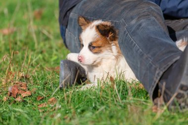 bir adam bacak altında yatan bir Elo köpek resmi