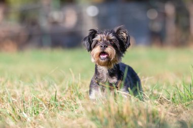 çayır üzerinde şirin bir küçük köpek portre resmi