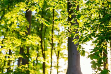 bir kayın ormanı akşam aydınlatmalı resmini