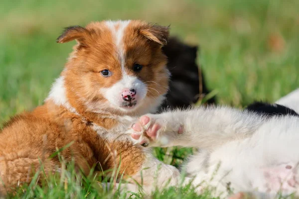 Foto Dos Cachorros Elo Que Están Jugando Prado — Foto de Stock