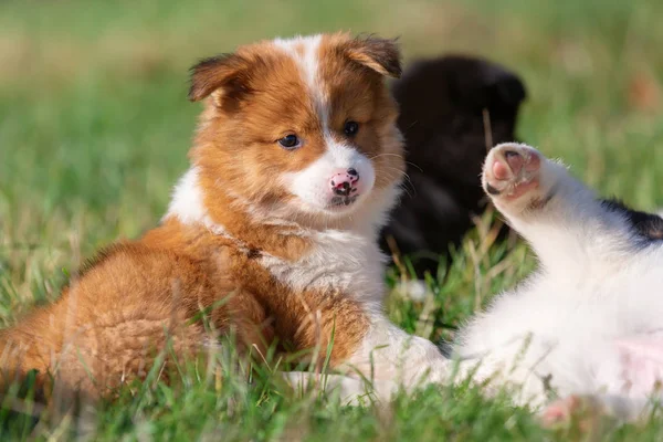 在草地上玩耍的两只伊洛小狗的照片 — 图库照片