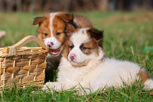 Picture Cute Elo Puppies Outdoors Meadow Basket — Stock Photo, Image