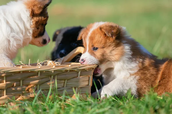 Niedliche Elo Welpen Nagen Einem Korb Freien Auf Einer Wiese — Stockfoto