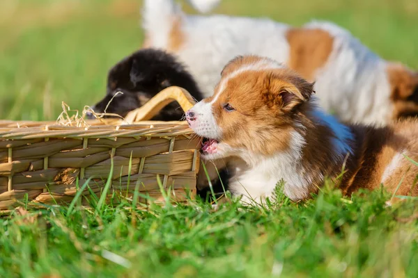 エロかわいい子犬が草原の屋外バスケットをかじる — ストック写真