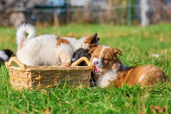 エロかわいい子犬が草原の屋外バスケットをかじる — ストック写真