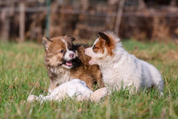 Foto Van Twee Elo Puppies Die Weide Spelen — Stockfoto