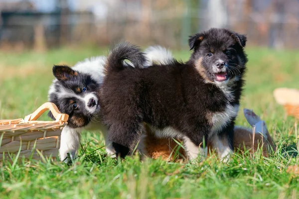 Gambar Anak Anjing Elo Lucu Yang Bermain Padang Rumput — Stok Foto