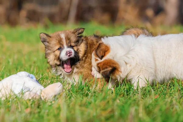 牧草地で遊んでいる つのエロ子犬の画像 — ストック写真