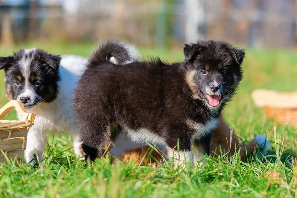 Foto Filhotes Cachorro Bonitos Elo Que Estão Jogando Prado — Fotografia de Stock