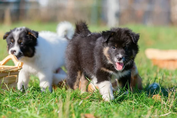 草原で遊んでいるかわいいエロ子犬の画像 — ストック写真
