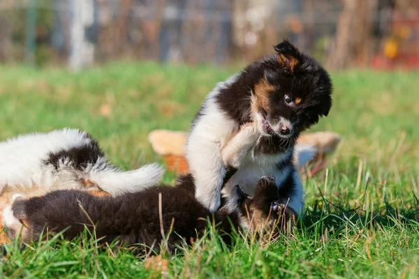 Bild Von Zwei Elo Welpen Die Auf Der Wiese Spielen — Stockfoto