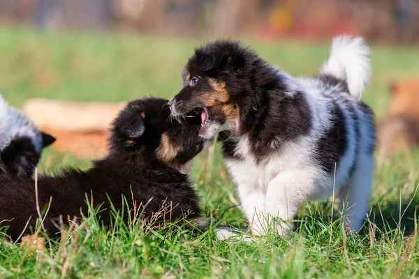 牧草地で遊んでいる つのエロ子犬の画像 — ストック写真