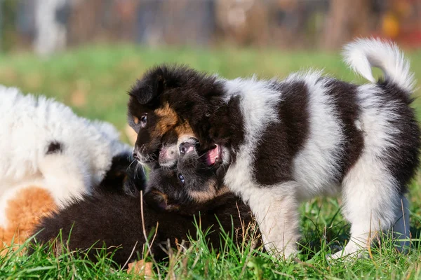 Photo Deux Chiots Elo Qui Jouent Sur Prairie — Photo