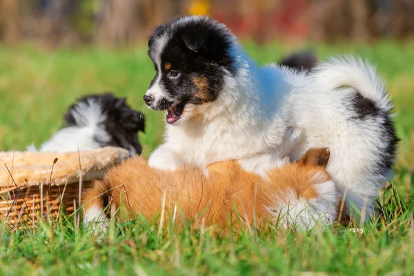 草原で遊んでいるかわいいエロ子犬の画像 — ストック写真