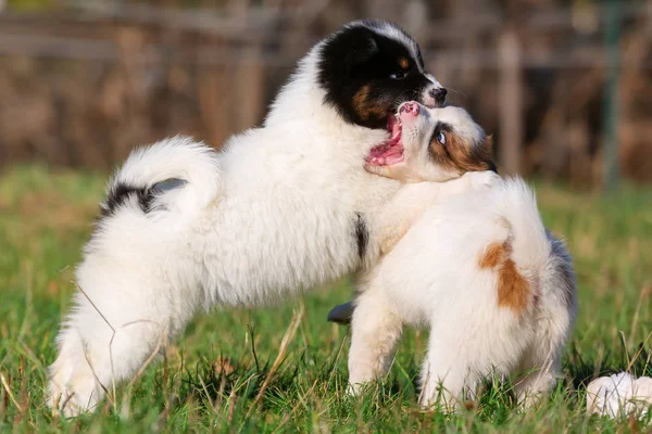 Photo Deux Chiots Elo Qui Jouent Sur Prairie — Photo