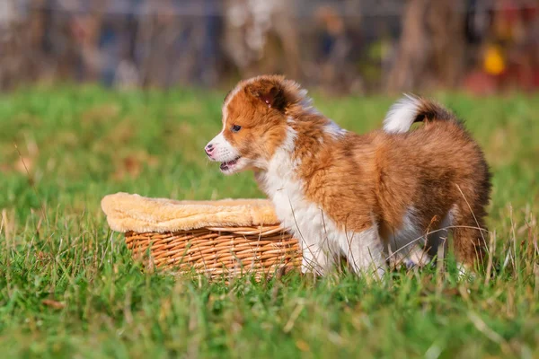 Portraitbild Eines Niedlichen Elo Welpen Freien Auf Der Wiese — Stockfoto