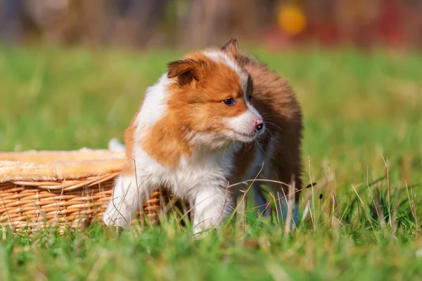 Portraitbild Eines Niedlichen Elo Welpen Freien Auf Der Wiese — Stockfoto