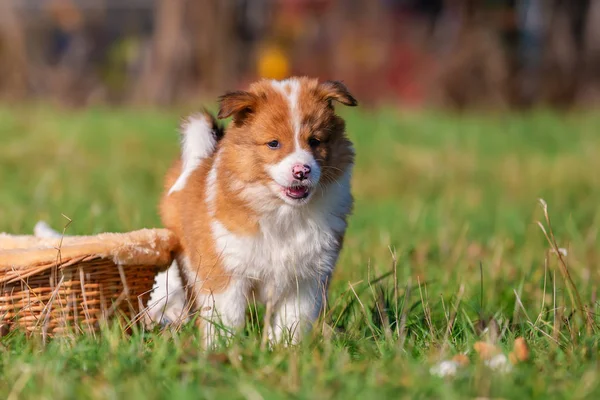 肖像画の屋外の牧草地のかわいいエロ子犬写真 — ストック写真
