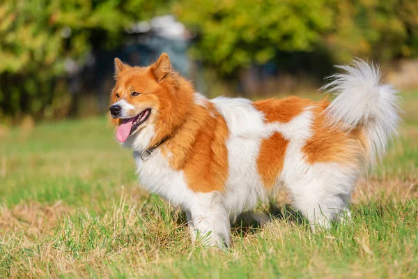 Ritratto Laterale Cane Elo Piedi Sul Prato — Foto Stock