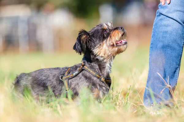 Foto Una Persona Que Pasea Con Perro Pequeño Prado —  Fotos de Stock