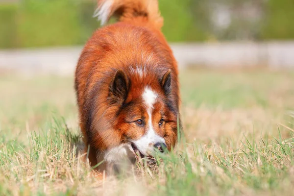 Bild Elo Hund Promenader Äng — Stockfoto