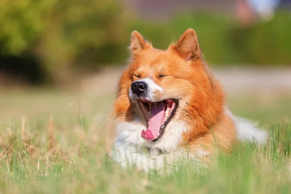 Portrait Tête Chien Elo Couché Sur Prairie — Photo